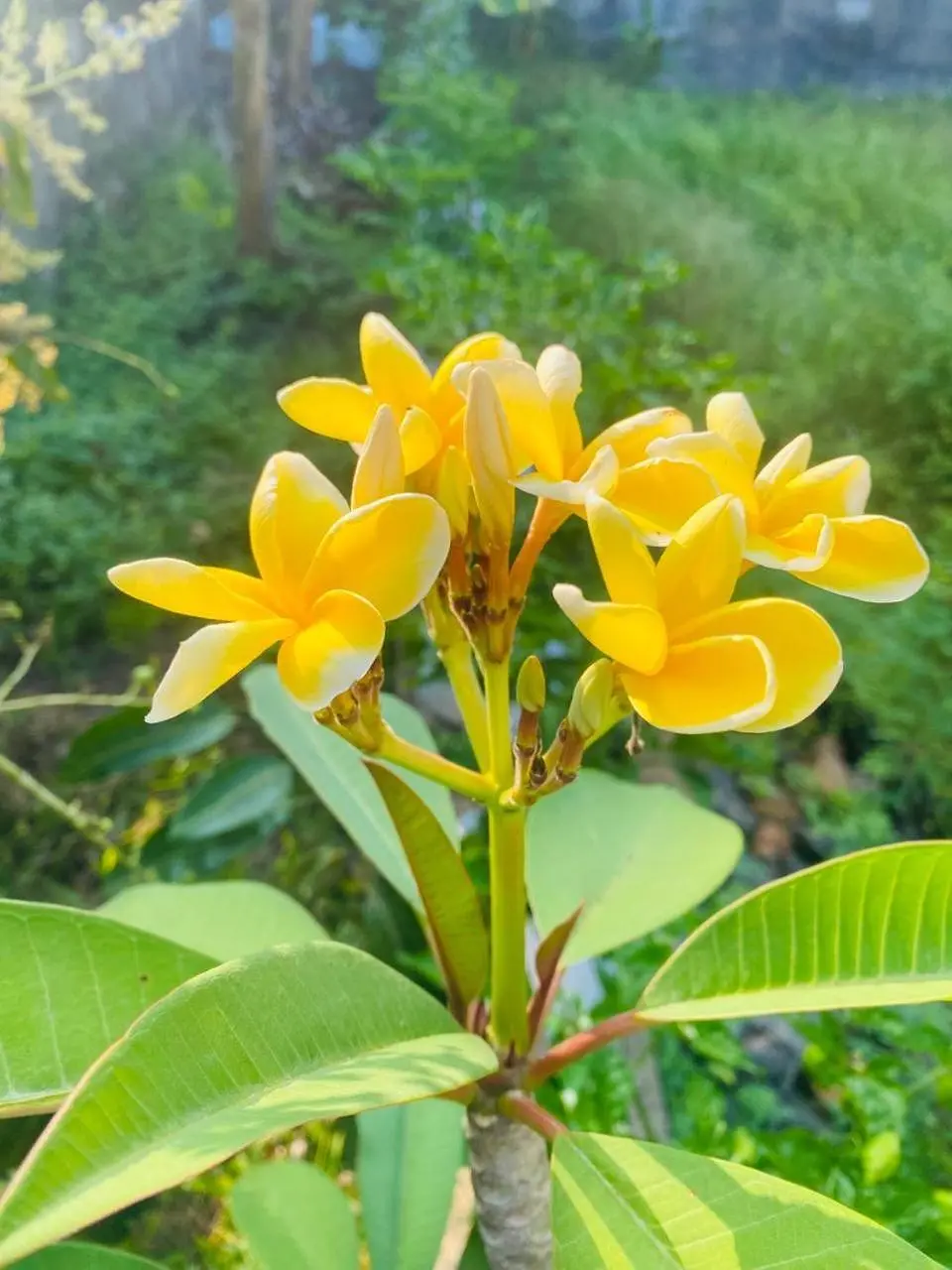 Yellow frangipani flowers in the garden