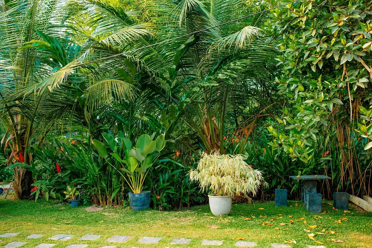 Coconut palms, banana plants and potted shrubs in the tropical garden