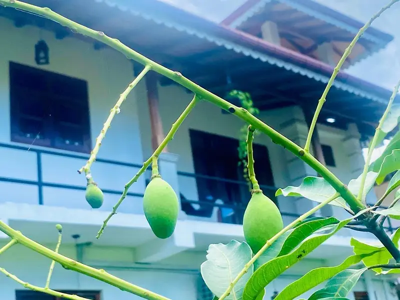 Mangoes ripening on a tree in front of the villa
